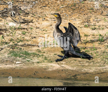 Neotropic cormorano (Phalacrocorax brasilianus) sulle rive del fiume Pixaim, Pantanal, Brasile Foto Stock