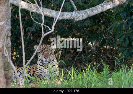 Jaguar in ombra sulla riva del fiume Rio Cuiaba, Pantanal, Brasile Foto Stock