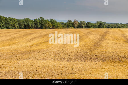 Campo di tagliare il grano e luminoso cielo blu con nuvole cumulus. Paesaggio rurale. Luminosa giornata di sole. Foto Stock