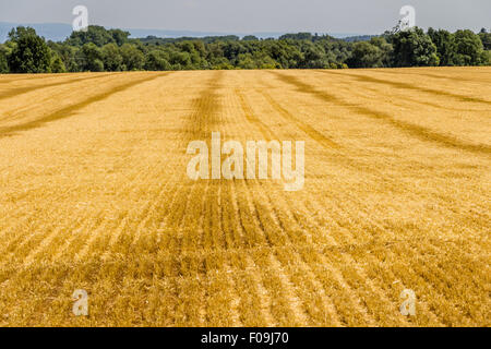 Campo di tagliare il grano e luminoso cielo blu con nuvole cumulus. Paesaggio rurale. Luminosa giornata di sole. Foto Stock