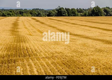 Campo di tagliare il grano e luminoso cielo blu con nuvole cumulus. Paesaggio rurale. Luminosa giornata di sole. Foto Stock