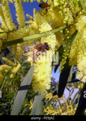 Honeybee europea (Apis mellifera) raccogliendo il polline da Australian fioritura graticcio (Acacia sp.), Australia occidentale Foto Stock