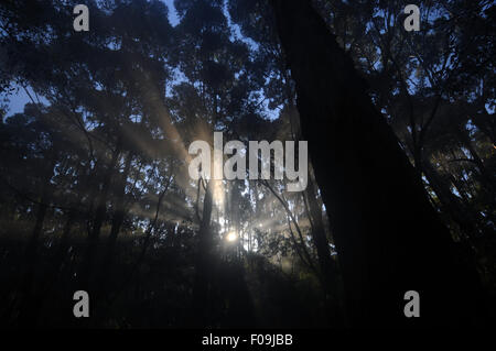 Sun nella nebbia attraverso gli alberi, Boranup Forest, Regione di Margaret River, Australia occidentale Foto Stock