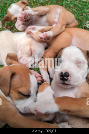 Pila di sleeping 6 settimane vecchio American Bull Terrier cuccioli. Foto Stock