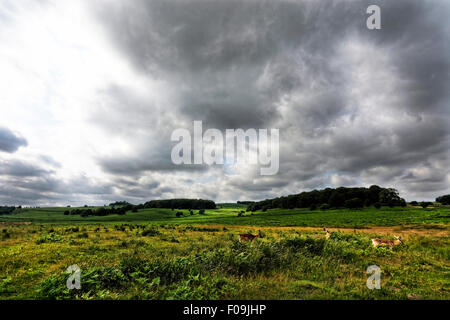 Glenfield Lodge Park è un parco pubblico di Charnwood Forest, nel Leicestershire, Inghilterra, a nord-ovest di Leicester. Foto Stock