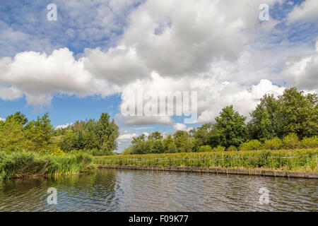 Syringa vulgaris vivai su Westeinderplassen, un complesso di laghi a Aalsmeer, North Holland, Paesi Bassi. Foto Stock