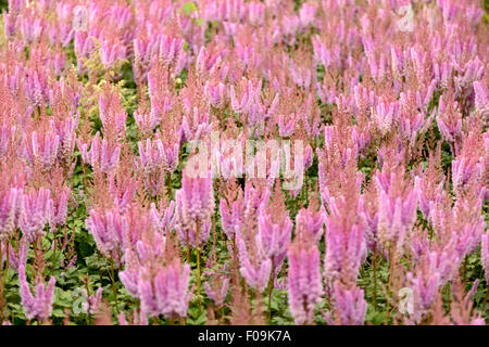 Astilbe chinensis (astilbe cinese), fioritura nel giardino storico Aalsmeer, un giardino botanico in Aalsmeer, North Holland. Foto Stock