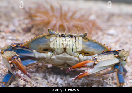 Atlantic Blue Crab con pinze arancione Closeup anteriore Foto Stock