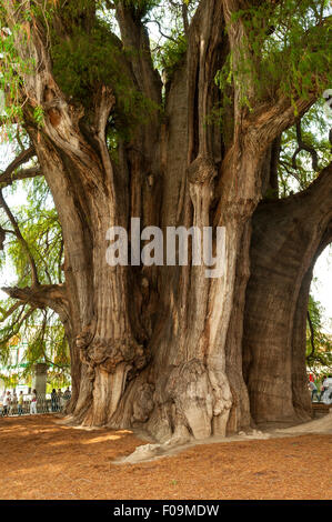 Montezuma gigante Cipresso, Tule vicino a Oaxaca, Messico Foto Stock