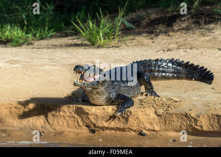 (Caimano yacare Caimano) con la bocca aperta e la bocca ombra su un banco di sabbia, Rio Cuiaba, Pantanal, Brasile Foto Stock