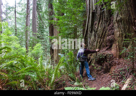 Giovane uomo su una escursione in redwood national fort nella California settentrionale Foto Stock