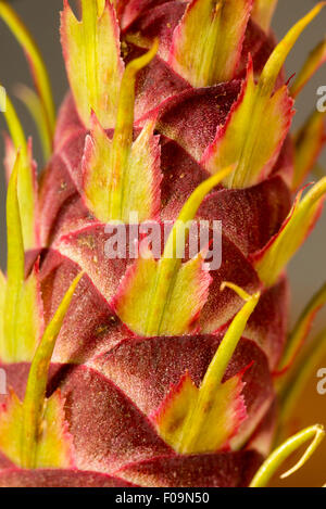 Douglas Fir cono, Oregon. Foto Stock