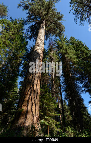 Crescita vecchio Ponderosa Pine Tree in Oregon Wallowa della montagna. Foto Stock