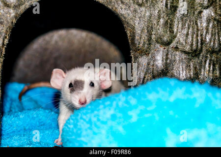 White dumbo rat all'interno di un piccolo animale casa e guardando la telecamera Foto Stock