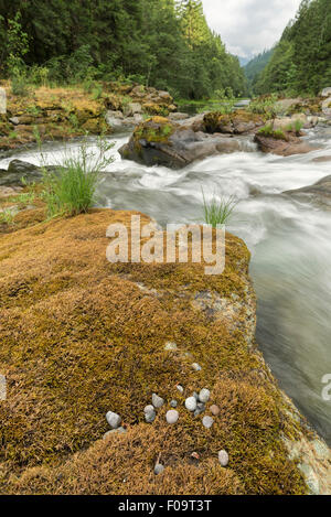 North Fork del Medio forcella della Willamette fiume che scorre attraverso gli stretti scivoli nella roccia, Oregon. Foto Stock