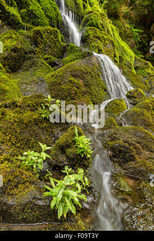 Una piccola cascata colata di una faccia di muschio, Willamette National Forest, Oregon. Foto Stock