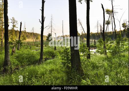 Vista della foresta in Mikolajki, Warmia-Masuria, Polonia Foto Stock