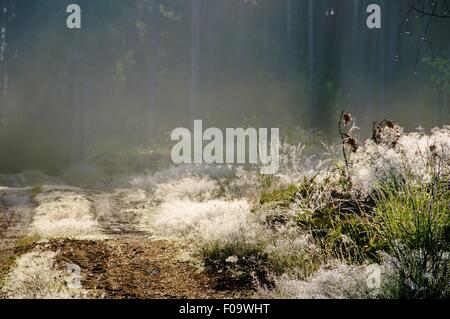 Vista di Warmia-Masuria nei pressi di Mikolajki sentiero forestale in Polonia Foto Stock