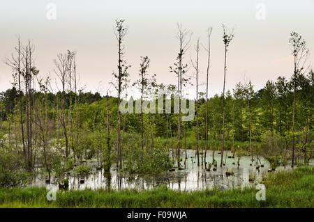 Vista di alberi e il lago di Mikolajki, Warmia-Masuria, Polonia Foto Stock