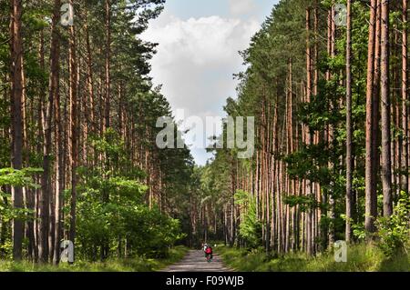 Vista della foresta in Mikolajki, Warmia-Masuria, Polonia Foto Stock