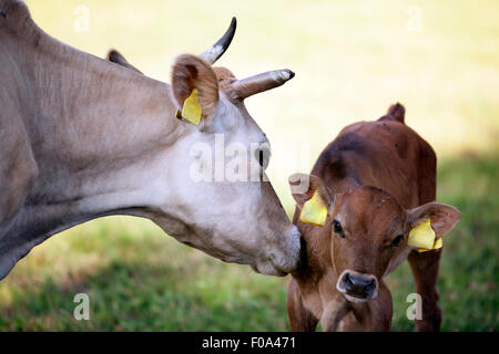 Vacca madre lecca vitello marrone in Prato Foto Stock