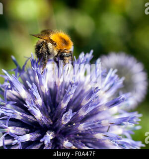 Primo piano della Bumble Bee su purple thistle o Echinops bannaticus Foto Stock