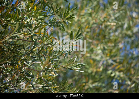 Giovani olive verdi su un albero di olivo nel giardino. Estate calda e secca giorno nel mezzo della stagione. Foto Stock