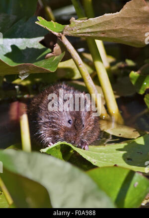 European Water Vole (arvicola amphibius) mangiando acqua giglio Foglia, Wetland Centre, Arundel, West Sussex, in Inghilterra Foto Stock