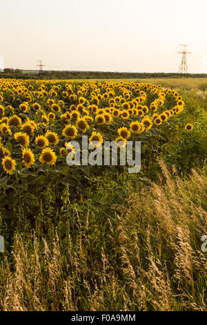 Campo di girasole è fioritura al tramonto, ampio angolo Foto Stock