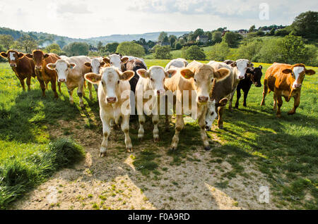 Ritratto della mandria di mucche rurali in campo verde Foto Stock