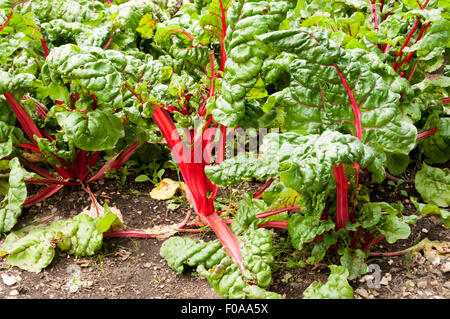 Rabarbaro bietole (Beta vulgaris) cresce in un giardino riparto con caratteristico colore rosso brillante striata di foglie e di steli. Foto Stock