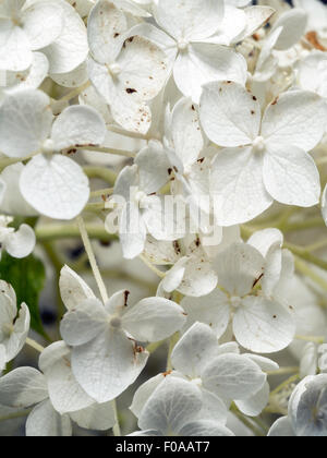 Primo piano della white Hydrangea Arborescens Annabelle fiore Foto Stock