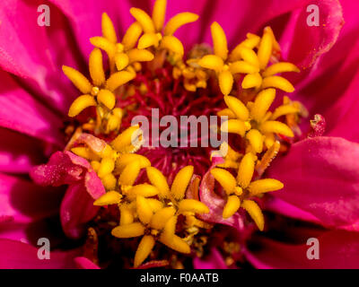 Extreme closeup di rosso zinnia fiore Foto Stock