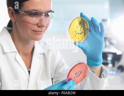 Scienziato esaminando insieme di capsule di petri in laboratorio di microbiologia Foto Stock