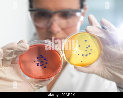 Scienziato esaminando insieme di capsule di petri in laboratorio di microbiologia Foto Stock