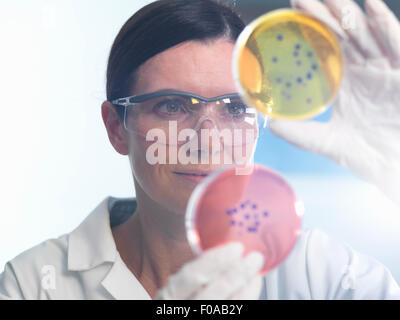Scienziato esaminando insieme di capsule di petri in laboratorio di microbiologia Foto Stock