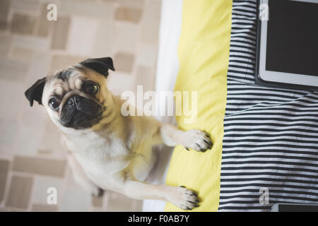 Cane in piedi sulle zampe posteriori contro il letto Foto Stock