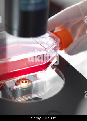 Pallone contenente le culture seduti sulla piattaforma di microscopio invertito in laboratorio Foto Stock