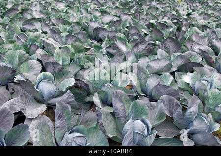 Rotkohl, Brassica oleracea var. Capitata Rotkraut, Blaukraut, Foto Stock