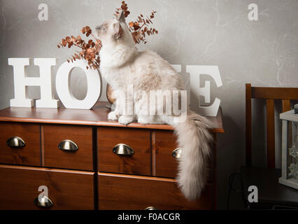 Gatto Ragdoll seduto sulla sponda Foto Stock