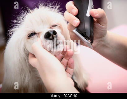 Essere Cane curato in salone, close-up Foto Stock