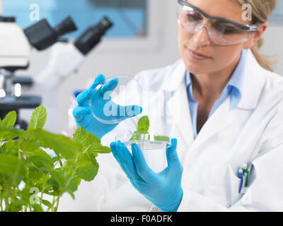 Visualizzazione dello scienziato sviluppo di impianti sperimentali in laboratorio di ricerca Foto Stock