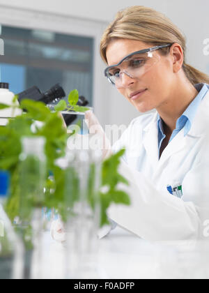 Visualizzazione dello scienziato sviluppo di impianti sperimentali in laboratorio di ricerca Foto Stock