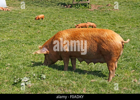 TAMWORTH SOW E SUINETTI Foto Stock