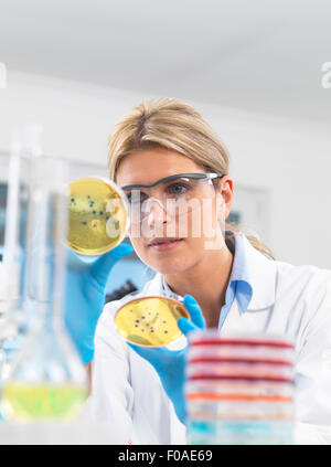 Tecnico femminile la visualizzazione di agar (mezzo di coltura) piastre con batteri in un laboratorio Foto Stock