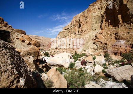 Wadi Zered (Wadi Hassa o presentauna) nella parte occidentale del Giordano. Una pietra arenaria canyon con esecuzione di fresca acqua. Che fluisce nel Mar Morto Foto Stock