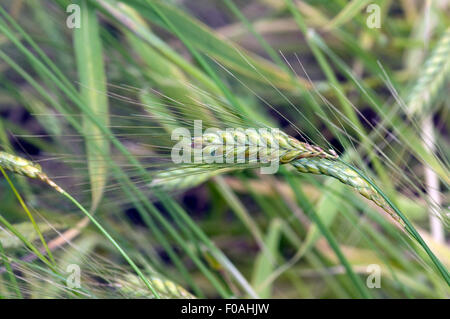 Emmer; Fennichgras, Getreide Foto Stock