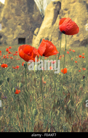 Le formazioni rocciose e papavero rosso della Cappadocia in Anatolia centrale, Turchia Foto Stock