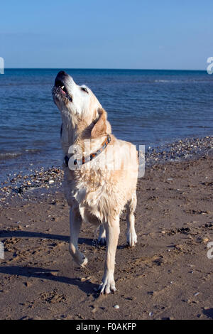 Il Labrador Retriever avendo divertimento sulla spiaggia, Bridlington, East Yorkshire Foto Stock