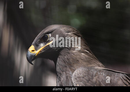 Steppa eagle (Aquila nipalensis) presso lo Zoo di Chomutov in Chomutov, Boemia settentrionale, Repubblica Ceca. Foto Stock